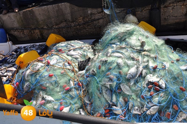 samak denisss (26).JPG